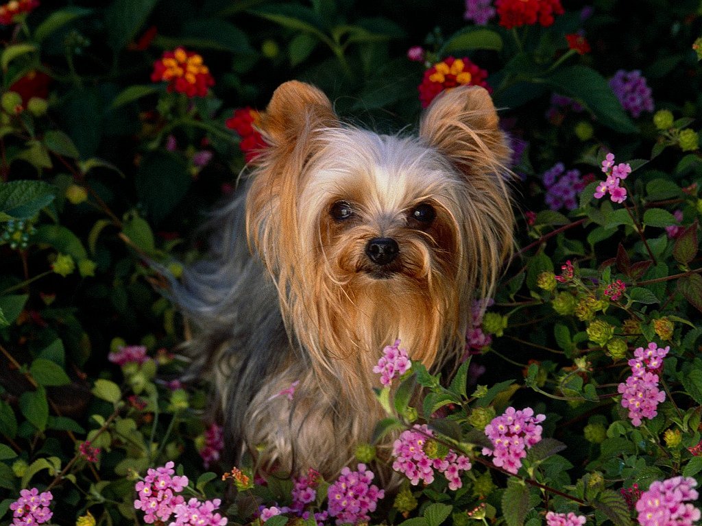 Mini Yorkshire Terrier